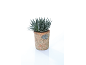 Pianta succulenta in vaso di terracotta con targa 'PLANTS'.