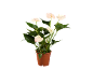 Pianta di anthurium con fiori bianchi e foglie verdi in un vaso marrone.