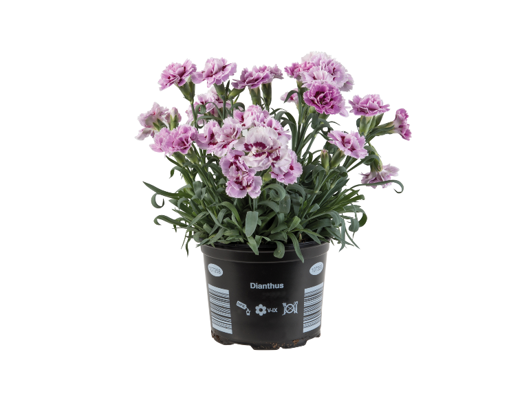 Pianta di garofano Dianthus in vaso nero con fiori rosa e bianchi.