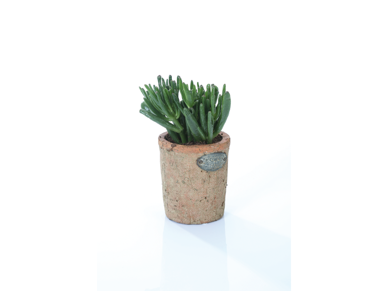 Pianta succulenta verde in vaso di terracotta con placca metallica
