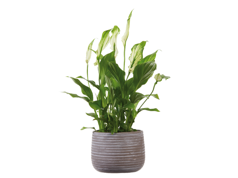 Pianta di spatifillo in vaso di ceramica con foglie verdi e fiori bianchi