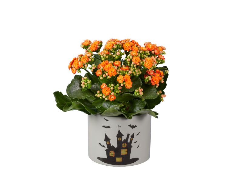 Pianta di Kalanchoe arancione in vaso con decorazione a casa stregata di Halloween.
