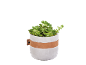 Pianta succulenta in vaso di cemento con fascia in pelle