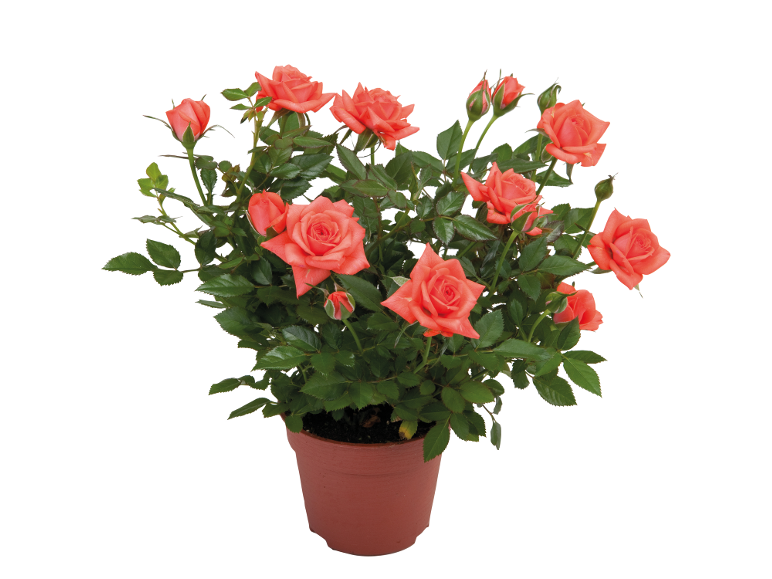 Roseto in vaso con fiori color salmone e foglie verdi.