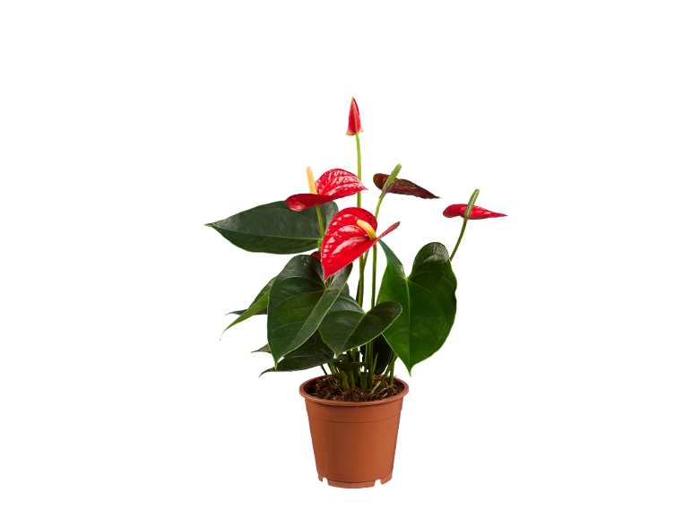 Pianta di anthurium rosso in vaso marrone