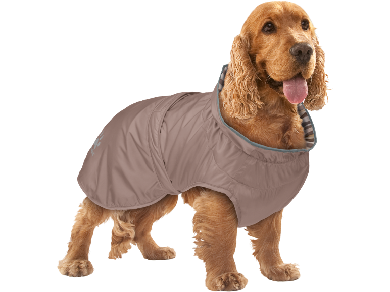Cocker Spaniel con un cappotto imbottito marrone per cani e colletto a righe.