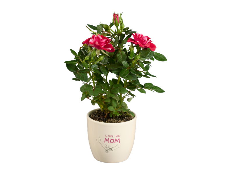 Roseto in vaso bianco con la scritta 'I LOVE YOU MOM' e mani che si tengono.