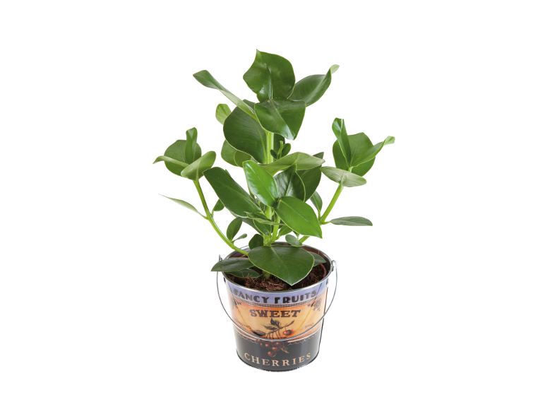 Piante verdi  in offerta da Lidl