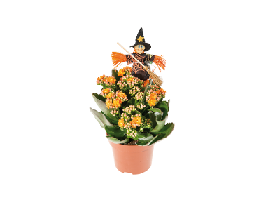 Kalanchoe