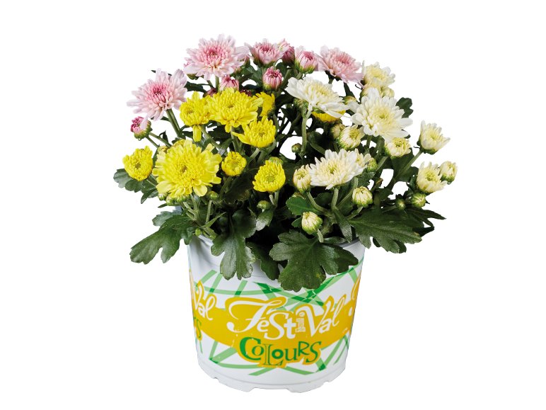 Crisantemi in vaso con fiori rosa, gialli e bianchi, con testo 'Festival Colours'.
