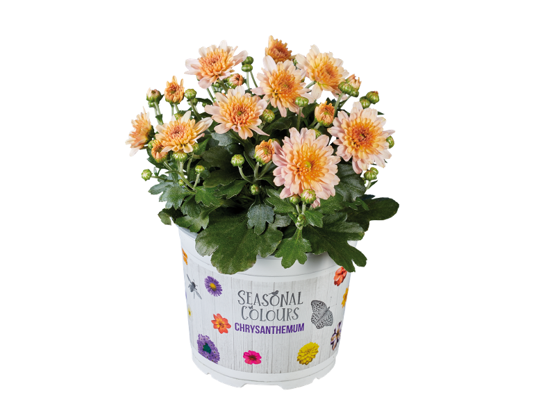 Crisantemo con fiori arancioni in vaso bianco con testo 'SEASONAL COLOURS CHRYSANTHEMUM'.