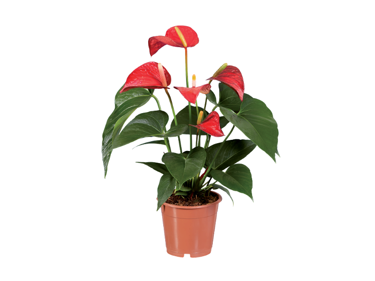 Pianta di anthurium rossa in vaso marrone.