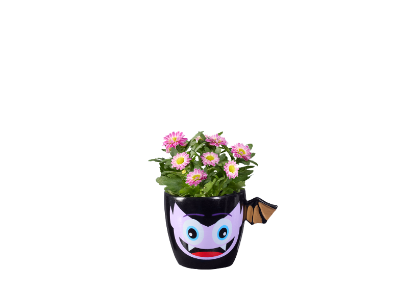 Crisantemi rosa in un vaso nero a tema vampiro.
