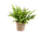 Felce verde in vaso di plastica beige su sfondo nero.