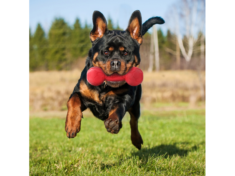 Rottweiler giocoso che salta con un giocattolo rosso in bocca in un campo verde.