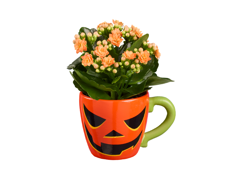 Pianta con fiori arancioni in un vaso a tema Halloween.