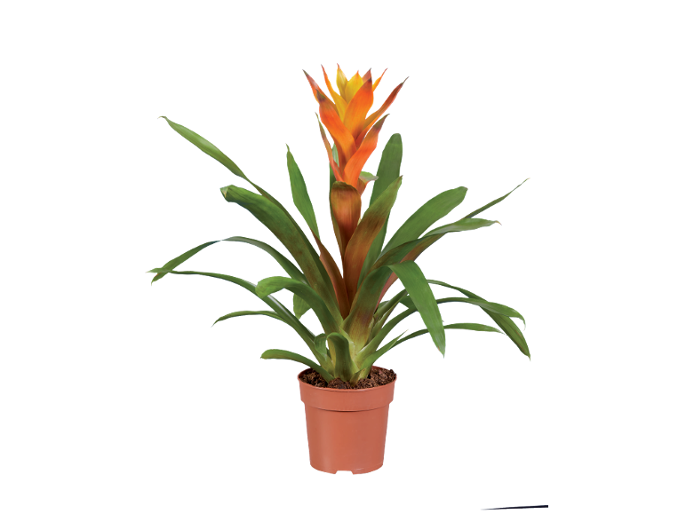 Pianta di bromelia in vaso con foglie verdi e fiore arancione e giallo.
