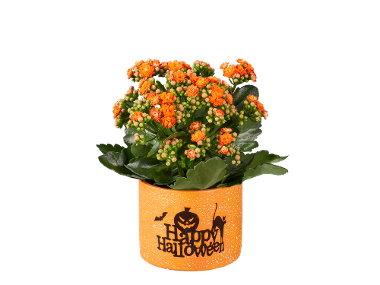 Kalanchoe “Happy Halloween”