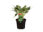 Pianta Hosta in vaso nero con etichetta del prodotto
