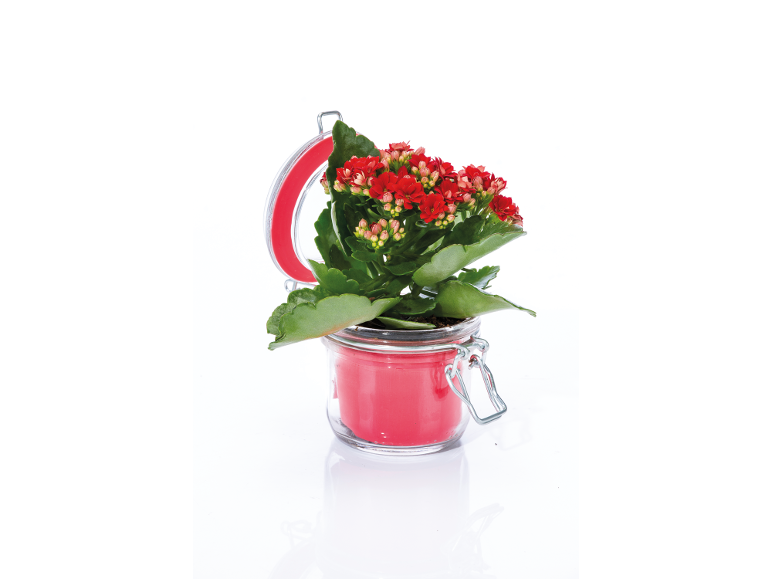 Pianta di kalanchoe rossa in un vaso di vetro con coperchio rosso.