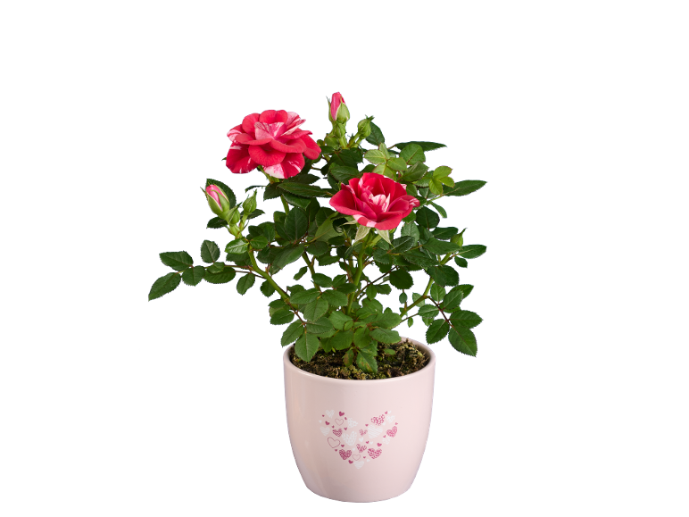 Mini rosa con fiori rossi e bianchi in un vaso rosa con cuori.