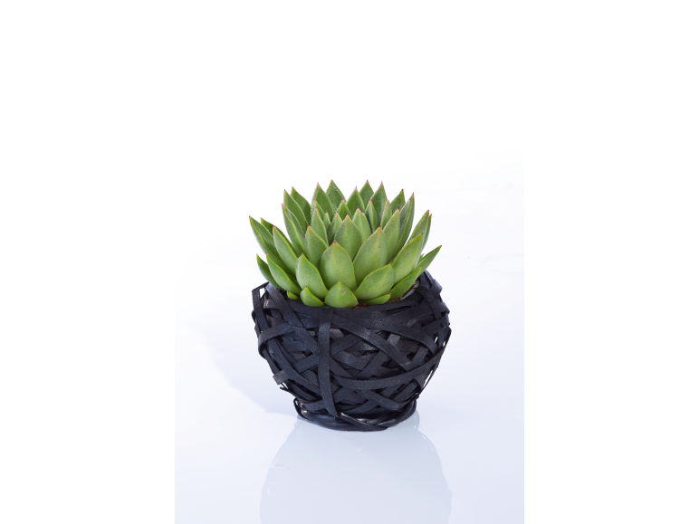 Pianta succulenta verde in un vaso nero con design a cesto.
