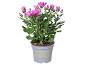 Pianta di crisantemo rosa in vaso con boccioli e fiori aperti, etichettata 'Chrysanthemum indicum'