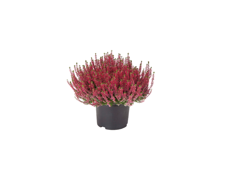 Erica in vaso con fiori rosa brillante