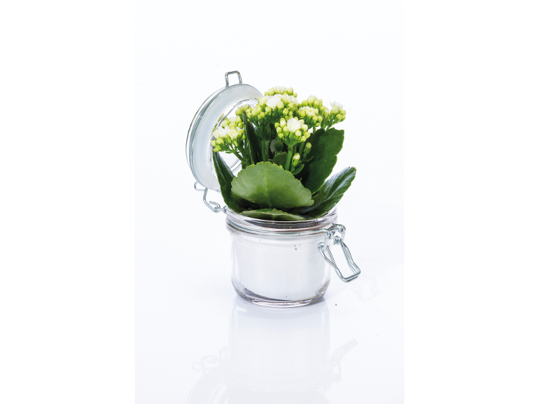 Pianta di kalanchoe con fiori bianchi in un barattolo di vetro con coperchio aperto.