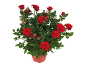 Roseto in vaso con rose rosse vivaci e foglie verdi.