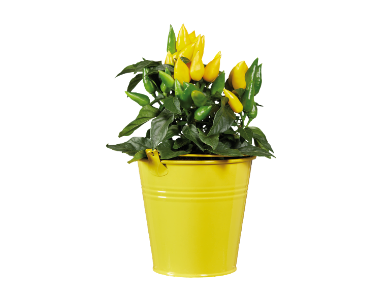 Pianta di peperoni gialli e verdi in un secchio giallo.
