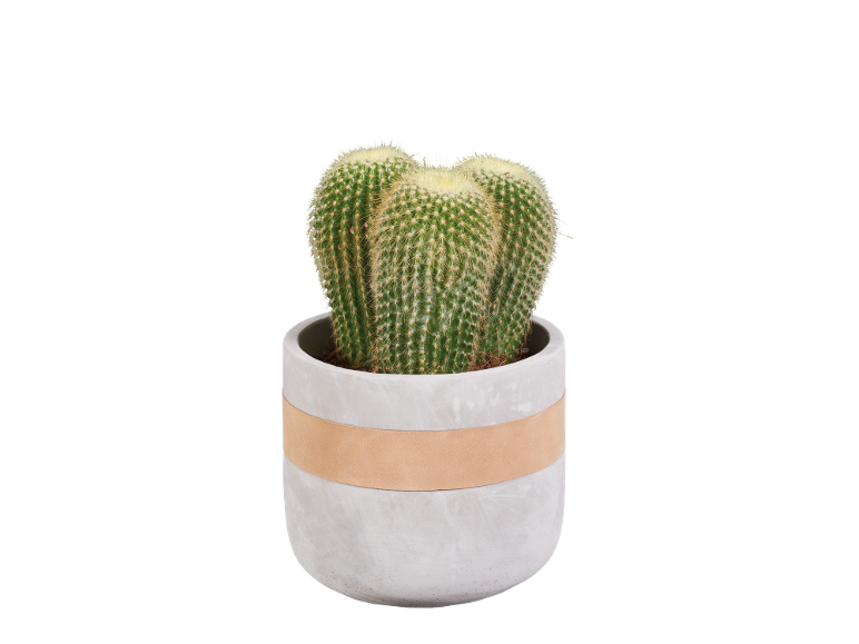 Cactus in vaso di cemento con fascia in pelle