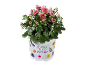 Crisantemo rosa in vaso bianco con decorazioni floreali e di farfalle.