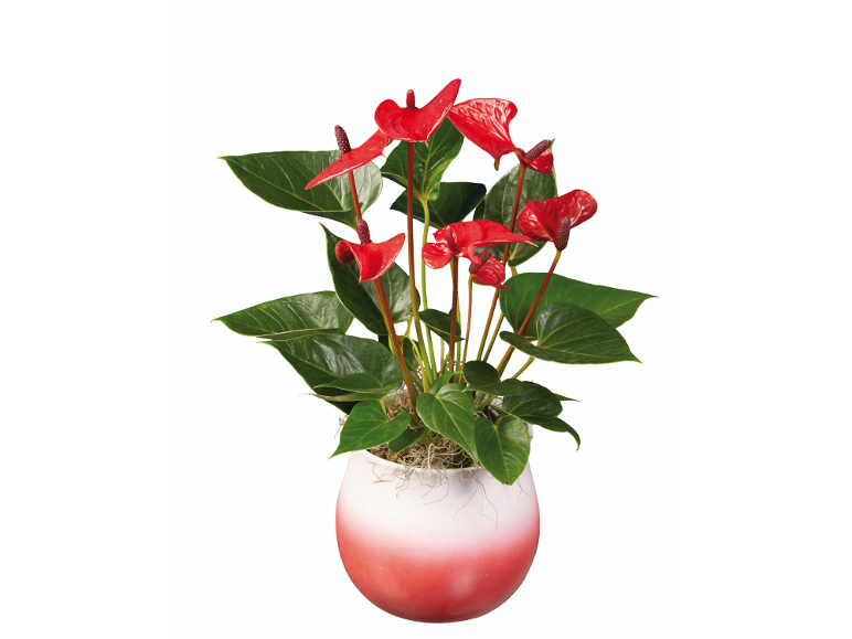 Pianta di anthurium rosso in vaso sfumato bianco e rosso.