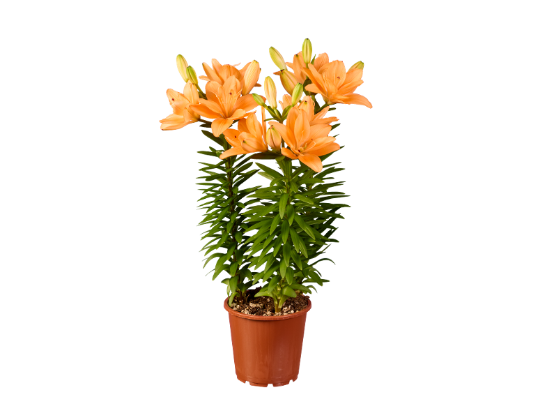 Giglio arancione in vaso marrone su sfondo nero.