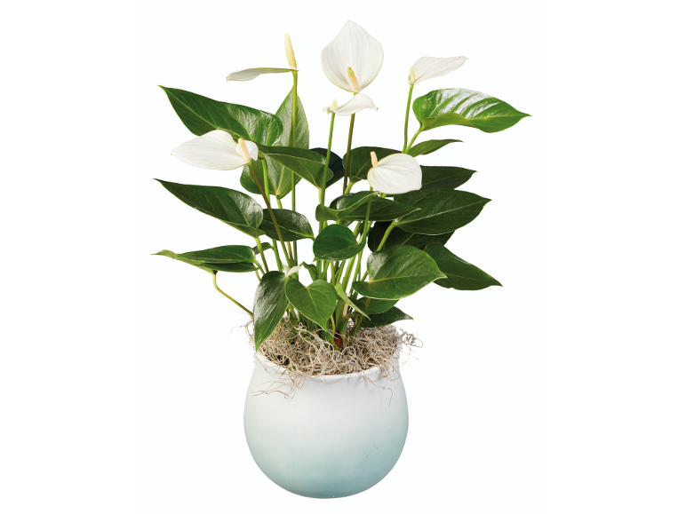 Pianta di anthurium bianco in vaso bianco con muschio.