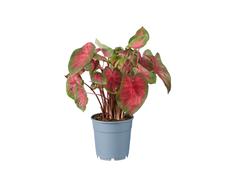 Pianta di caladium con foglie rosse e verdi in vaso grigio