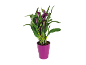 Pianta di calla viola in vaso fucsia.