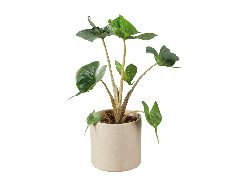 Pianta da interno con grandi foglie verdi in un vaso di ceramica beige.