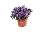 Pianta di aster viola in vaso di plastica arancione con testo 'Aster novi-belgii'.