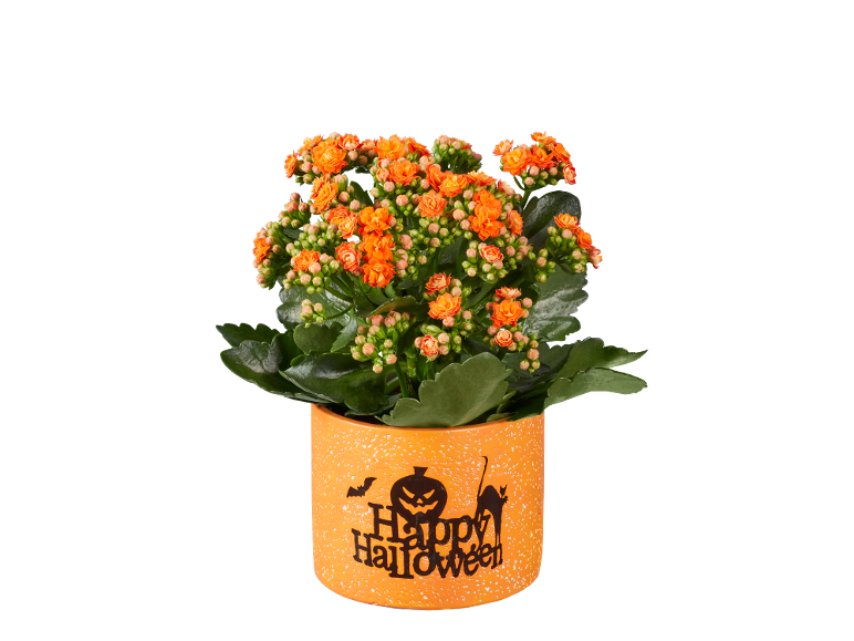 Pianta di kalanchoe arancione in vaso di Halloween con testo 'Happy Halloween'.
