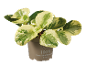 Pianta da interno variegata in vaso di plastica 100% riciclata e riciclabile.
