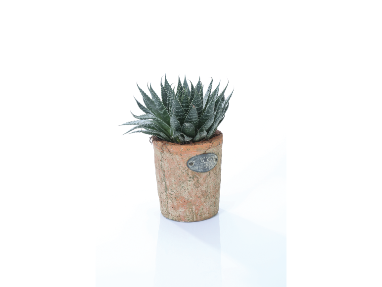 Pianta succulenta in vaso di terracotta con targa 'PLANTS'.