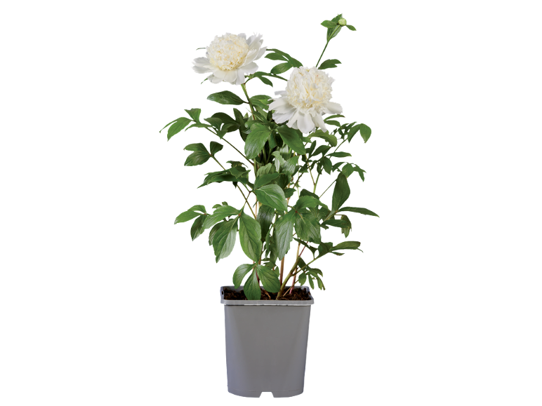 Peonia bianca in vaso grigio su sfondo nero.