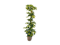 Pianta da interno Schefflera variegata in vaso marrone.