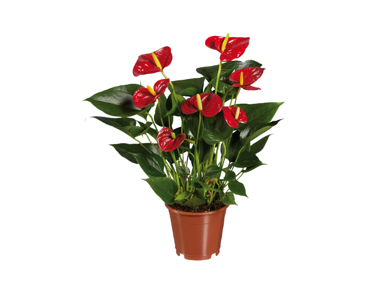 Pianta di anthurium rosso in vaso marrone su sfondo nero.