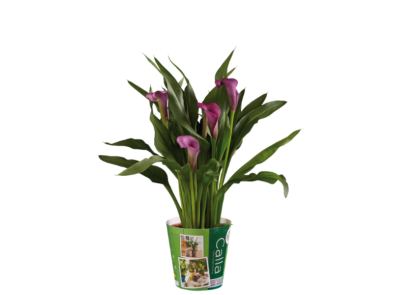 Calla  in offerta da Lidl