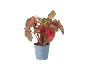 Pianta di caladium con foglie rosse e verdi in vaso grigio