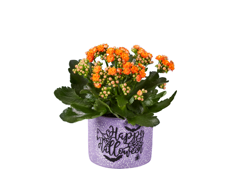 Pianta di kalanchoe arancione in vaso viola con decorazioni di Halloween