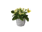Pianta in vaso con fiori bianchi e farfalla decorativa gialla.